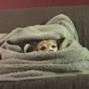 Meet your Posher, Peyton